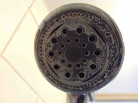 Shower Heads should always be kept clean!